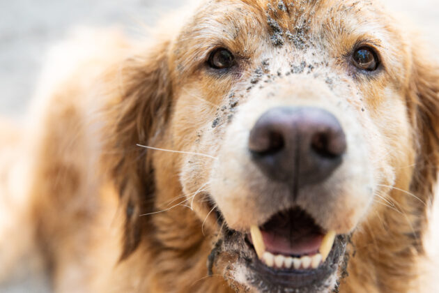 Managing pet and animal stains with brewer and bunney